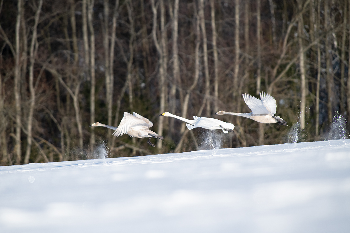 Luiged lähevad, lumi taga. Eesti vanasõna.